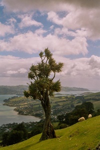 Otago Peninsula