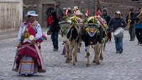 Geschmückte Stiere beim Fest zu Ehren von San Isidro, dem Schutzpatron der Tiere