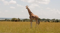 Giraffe im Murchison Falls Nationalpark