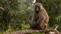 Überall in Uganda zu Hause - Baboons (Paviane)