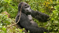 Safari, der Chef der Nkuringo Gorillagruppe
