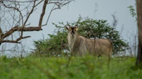 Eine seltene Eland-Antilope