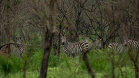 Zebras - Scheuer als Rehe!