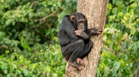 Chimp auf Ngamba Island