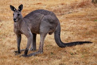Rotes Riesen-Känguru