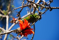 Papageien im Botanischen Garten in Brisbane