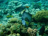 Schnorcheln am Great Barrier Reef