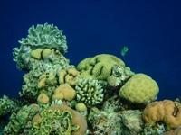 Schnorcheln am Great Barrier Reef