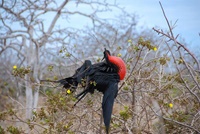 Fregattvogel auf Seymour Norte