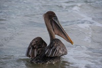 Pelikan auf Isabela