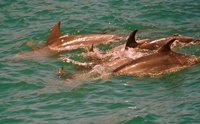 Delfine in der Bay of Islands