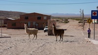 Lamas gehören zum Straßenbild in Alota